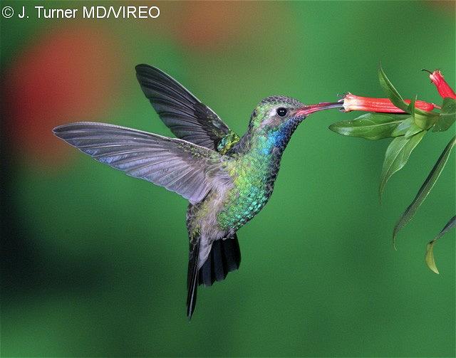 Broad-billed Hummingbird t16-2-021.jpg